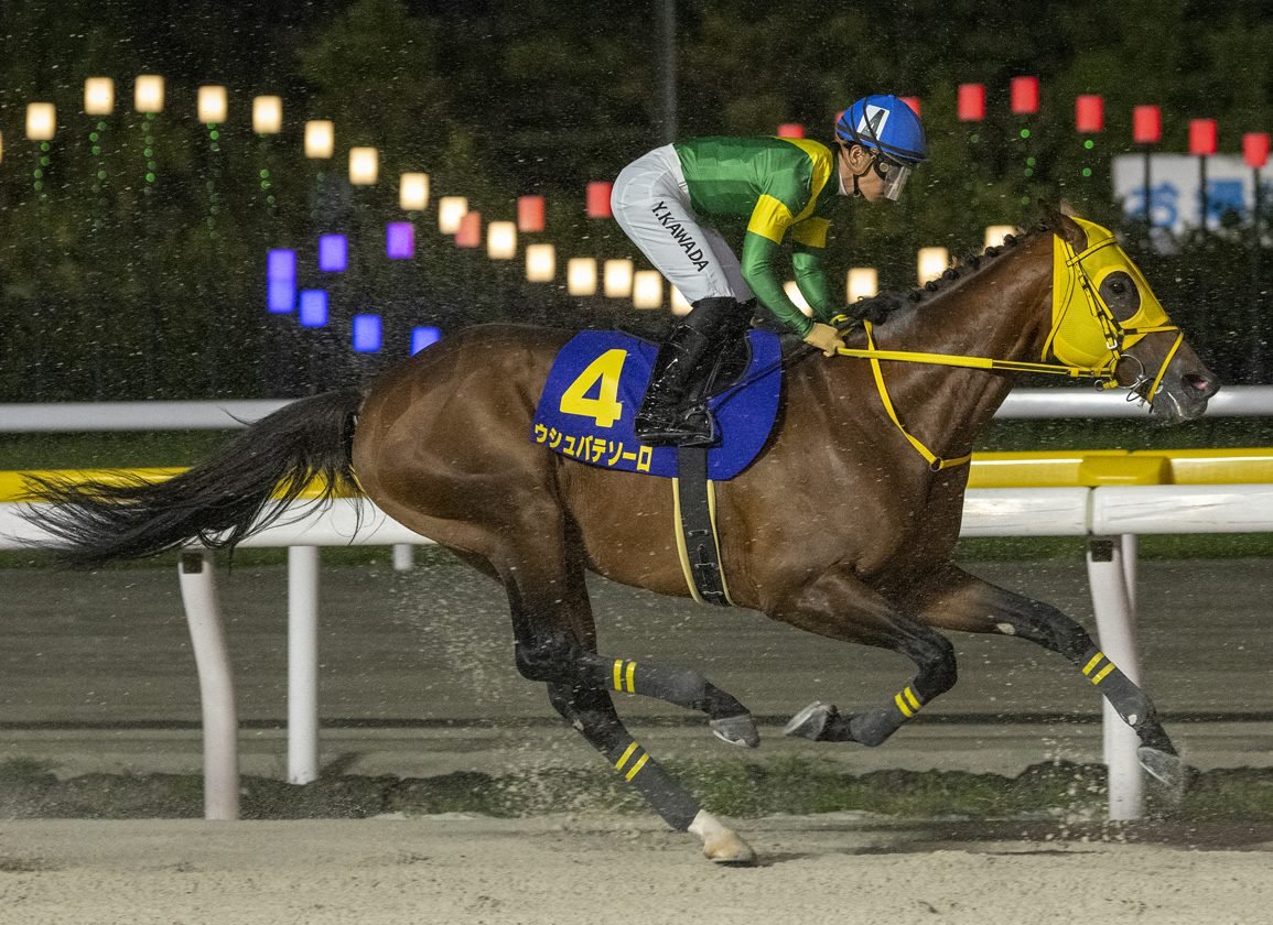 🏇 후나바시 경마장 이미지 10
